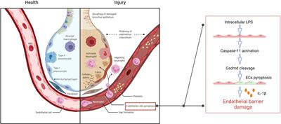 A potential new pathway for heparin treatment of sepsis-induced lung injury: inhibition of pulmonary endothelial cell pyroptosis by blocking hMGB1-LPS-induced caspase-11 activation